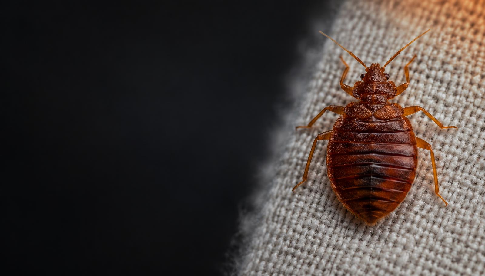 Detailed scientific reference view of an adult bed bug on woven fabric