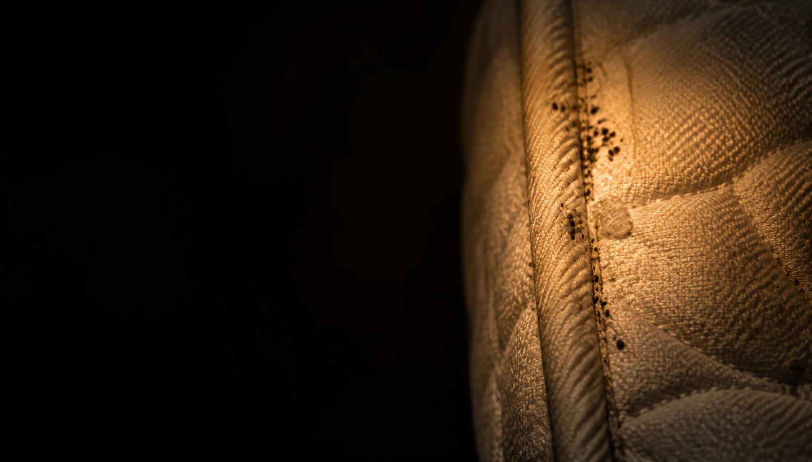Subtle spotting and a cast skin highlighted along a mattress seam